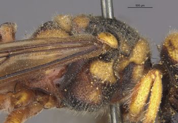 Media type: image;   Entomology 23542 Aspect: thorax lateral